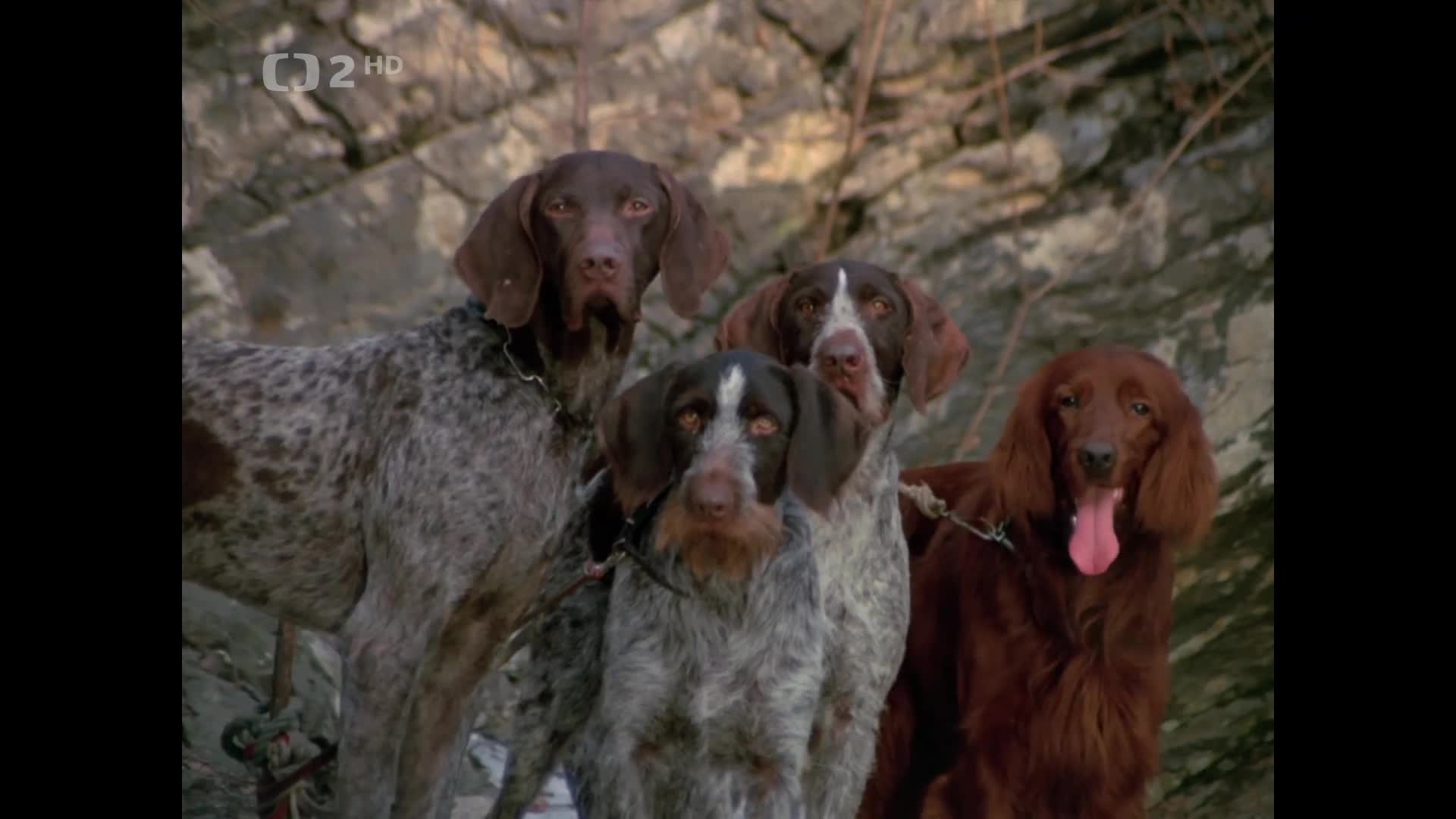 Hlas divočiny 1972 CT 2 HD T2 270 2026 03 09 19 48 mp4